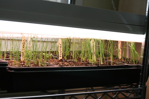 early march gardening 016