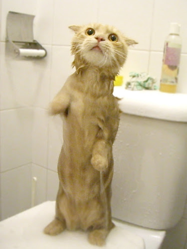 cat in bathing suit. Put on your bathing suit by babykailan CAT HAVING DINNER 