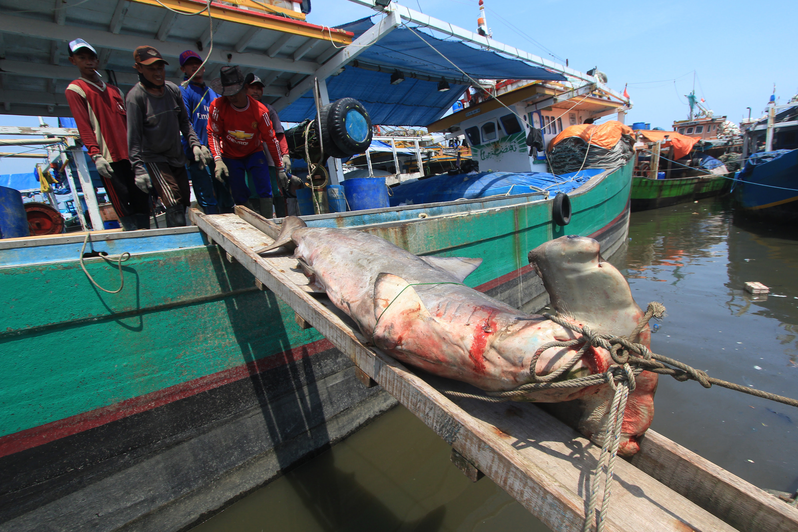 Penangkapan Ikan Hiu Semakin Marak Terhangat Terpercaya