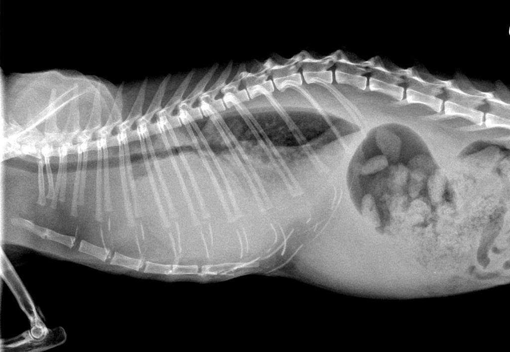 Dyspnee Chez Un Chat