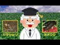 [ベスト] カタツムリ 退治 132173-カタツムリ 退治