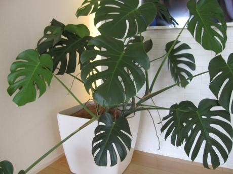 伸びすぎる気根は大変です グリーンかふぇ