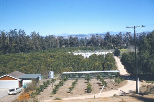Orange grove, Orange County, 1961 by Orange County Archives