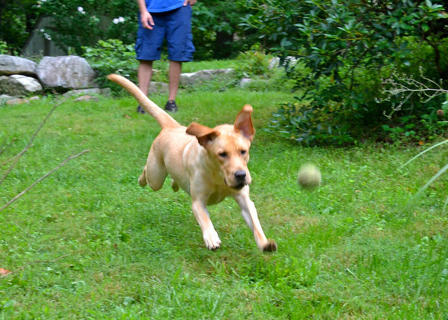 pouncey ball