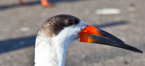Black Skimmer