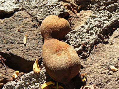 tamarin fruit.jpg
