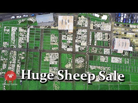 AN OLD FASHIONED LIVESTOCK MARKET IN THE HIGHLANDS OF SCOTLAND