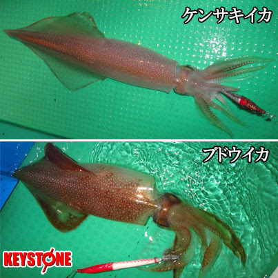 ９月はブドウイカシーズン突入ですよ ブドウイカ