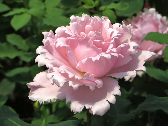 デルバール ソフィーロシャス 熊本の大型総合園芸店 ナーセリーズ