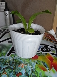ルッコラの寄せ植え コンパニオンプランツ 寄せ植え野菜の家庭菜園