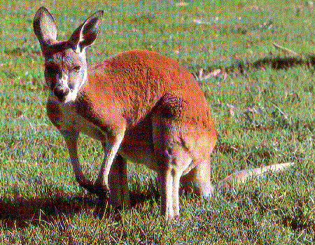 kangaroos in australia. Australia#39;s red kangaroo