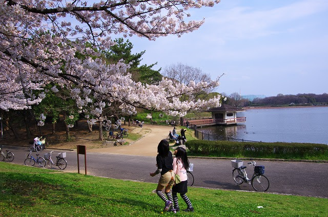 大泉緑地 堺市 の桜 お花見レポート おおさからんどblog 大阪の行楽スポット イベントガイド
