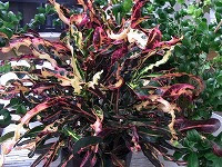 ２月２１日の誕生花 クロトンの花言葉 あなたは妖艶 なまめかしい 葉色のパワープランツ 弥生おばさんのガーデニングノート 花と緑の365日 楽天ブログ