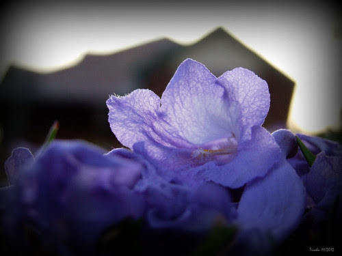 Jacaranda in Sydney