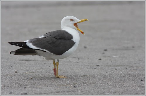 377N Larus fuscus.
