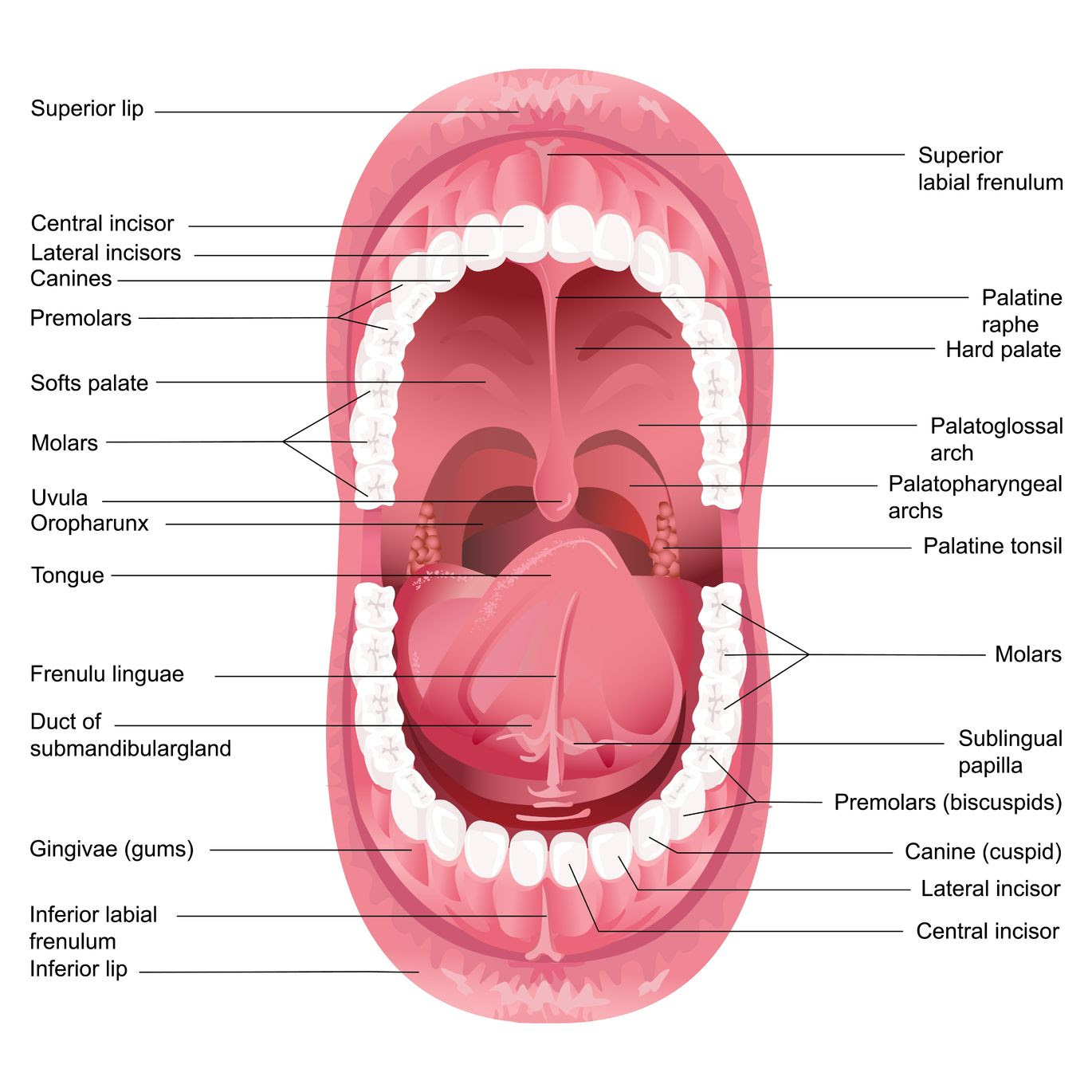 Adult Frenectomy For Pain Relief: Osteopathic 