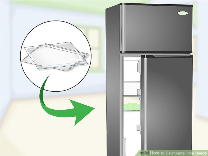 Germinate Tree Seeds Step 10 Version 3.jpg