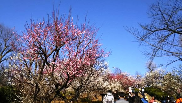 羽根木公園梅まつりの白牡丹