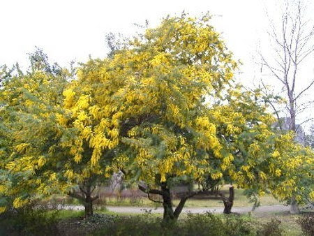 園芸ナビ 花と野菜の育て方