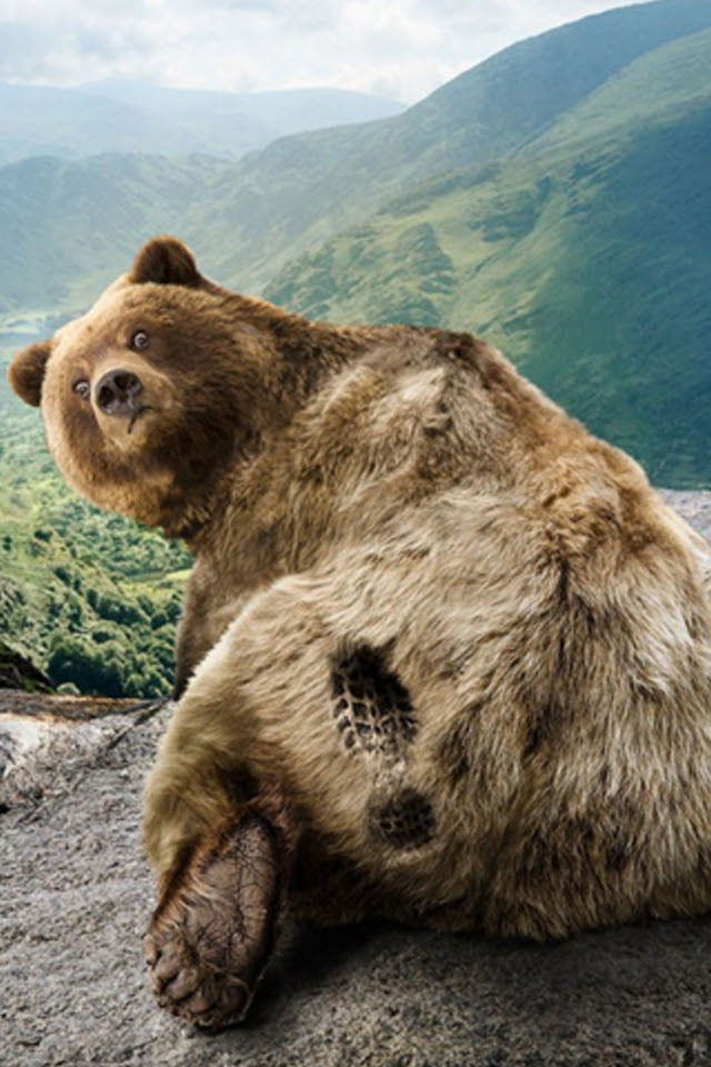 Bear Print iPhone Wallpaper HD