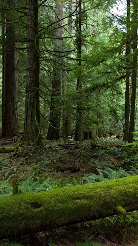 4k nature wallpaper for mobile 1920x1080 download Mordeo mobiles teahub