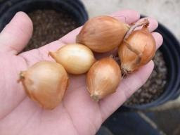 ホームタマネギ栽培 セット球の植え付け時期 収穫までの育て方 暇人主婦の家庭菜園 楽天ブログ