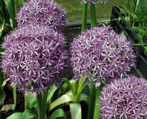 Piante Perenni 34 Varieta Per Bordura Giardino Balcone E Vaso