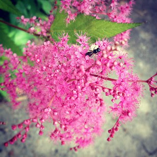 キョウカノコ、咲いた♪( ´▽｀) で、おしりに縞模様のある虫が来てたんだけど、ミツバチ⁇ #flower #photo