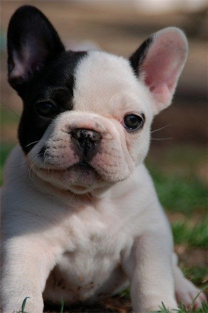 10 Best French Bulldog Dog Names