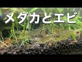 25 ++ メダカ 共存 エビ 357017-メダカ 共存 エビ
