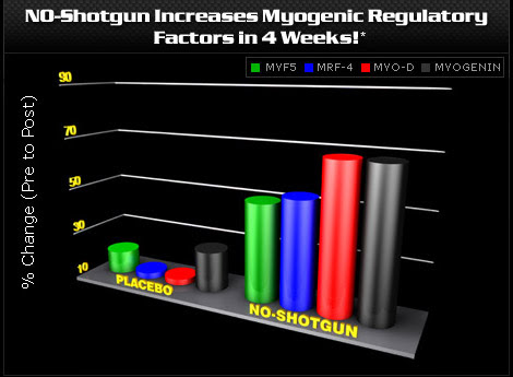 NO-Shotgun Increases Myogenic Regulatory Factors in 4 Weeks!*