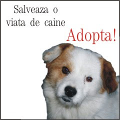 banner  adopta-i.blogspot.com