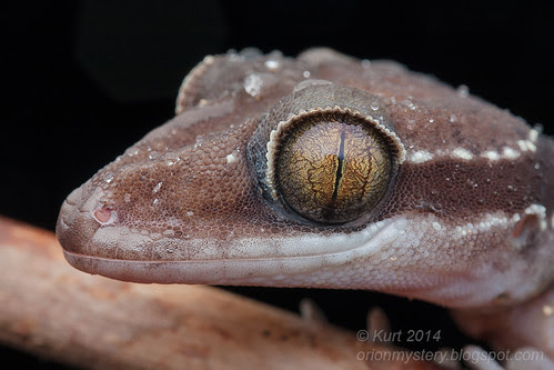 Cyrtodactylus bintangtinggi IMG_5216 copy