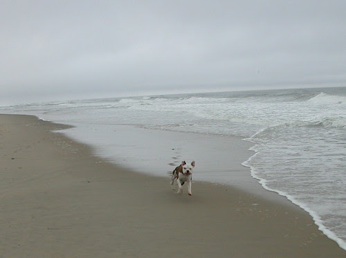Wellfleet, December 26