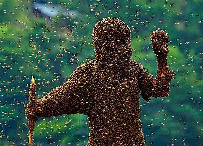 China Bee-Wearing Contest Photo
