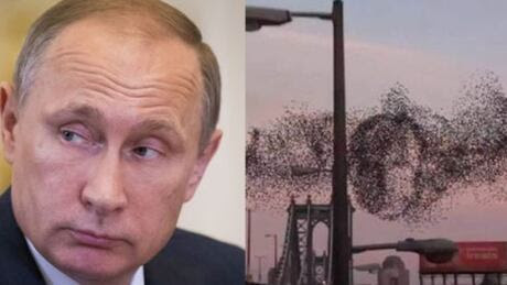 Putin birds composite