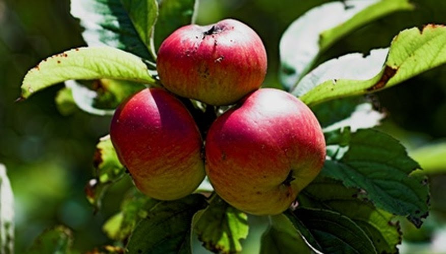 Fruit Trees That Grow in Wisconsin | Garden Guides