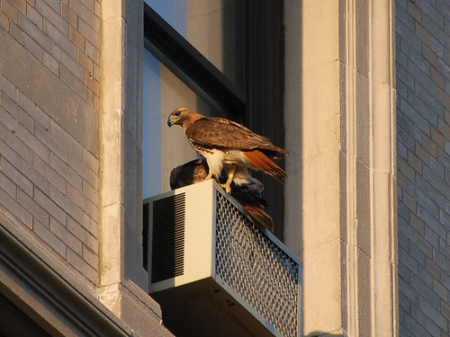 What's on Your Air Conditioner?