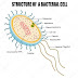 Difference Between Archaea and Bacteria