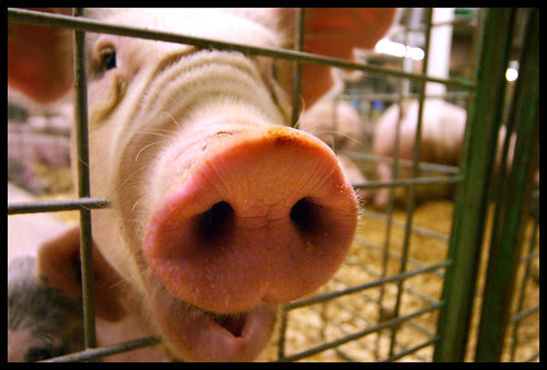 snout