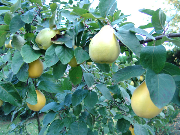 マルメロ まるめろ の旬はいつ 栄養と効用 季節の果物を食べよう