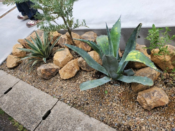 植物の冬支度していますか スタッフブログ エクステリア造園スタッフ の日記 Atsプラス