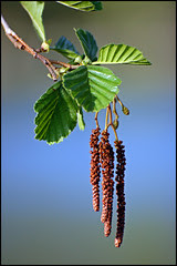 Birch Catkins
