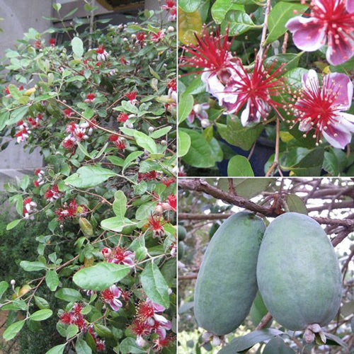 フェイジョアの育て方