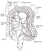 The superior mesenteric artery and inferior mesent