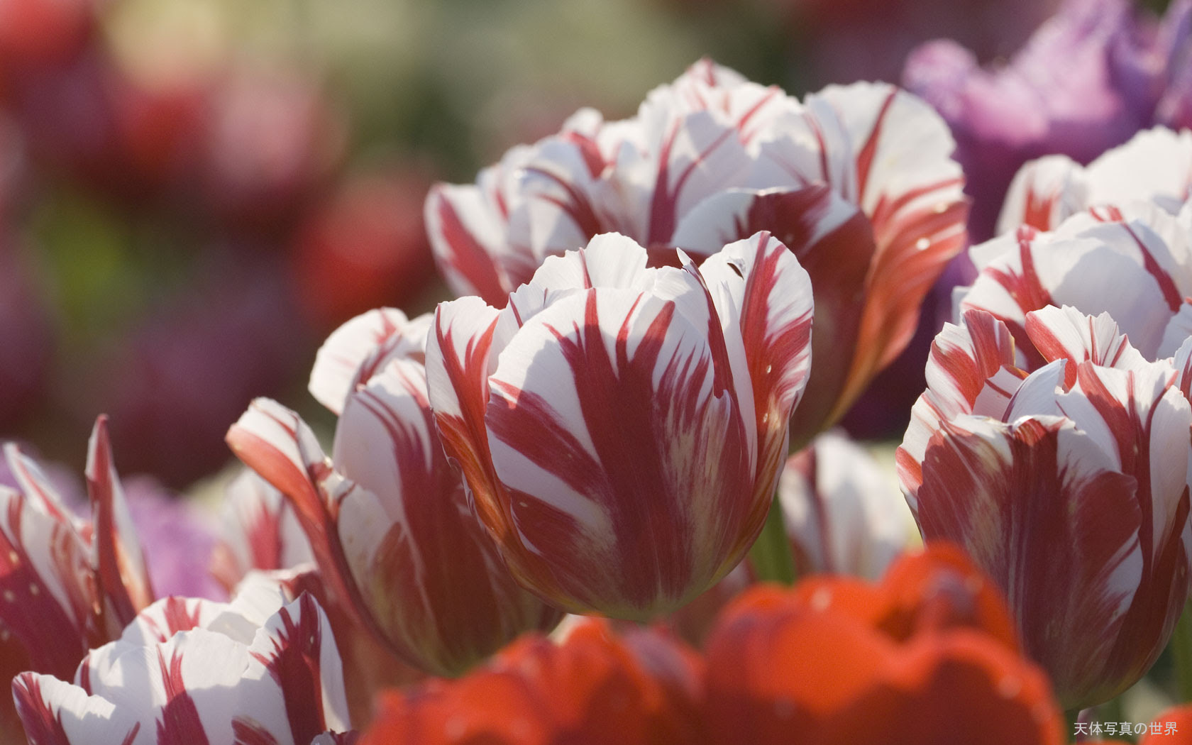 花の壁紙 天体写真の世界
