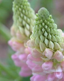 花 ルピナス 5月29日の花と花言葉 ルピナス 魅る魅るガーデニング