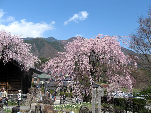駒ヶ根市 光前寺しだれ桜 信州の旅 Com