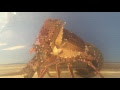 √70以上 ロブスター 伊勢 海老 225462-ロブスター 伊勢海老
