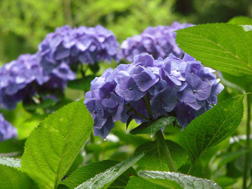 花の壁紙 アジサイ